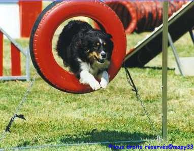 Pour les curieux mordus d'agility : c'est par l !