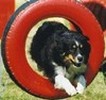 Agility