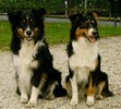 Loups