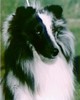 Beau