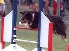 Agility